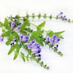 Skullcap and Lemon Balm