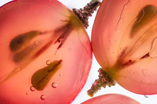 grape seed extract proanthocyanidins
